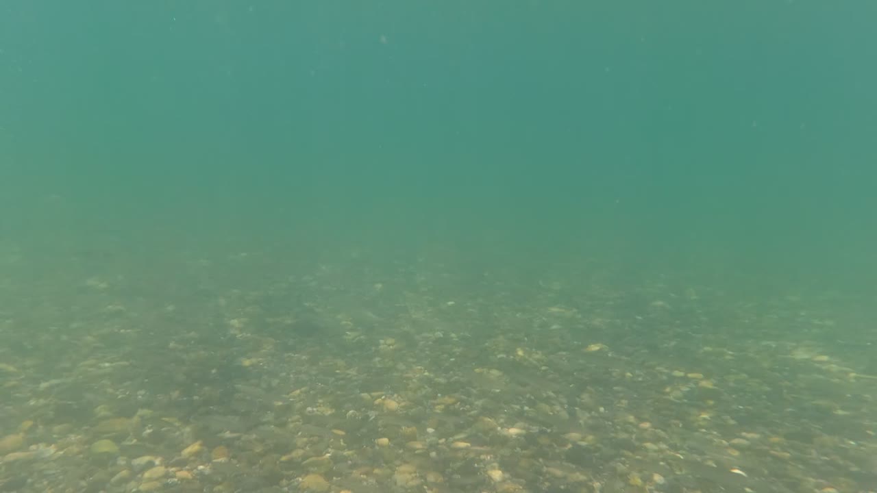 Underwater view in Baja California, Mexico showing green-blue clear water above a pebble seabed with seaweed and no visible people.