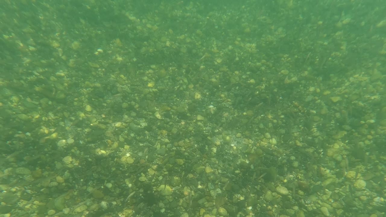 Underwater view of green-blue water over rocks and seaweed.