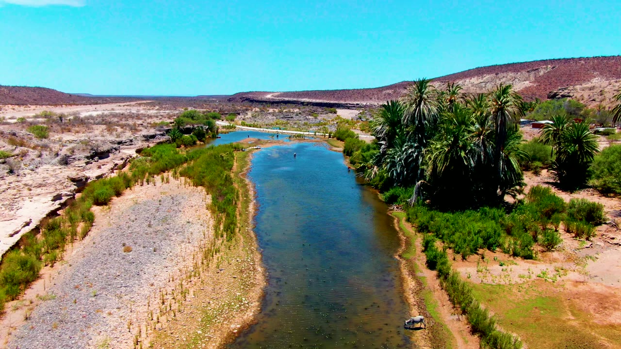 Aerial frame from San Juanico, Baja California Sur, Mexico, looking along the river channel with palms filling the right bank, gravel and reeds on the left, dry hills beyond, and no visible people.