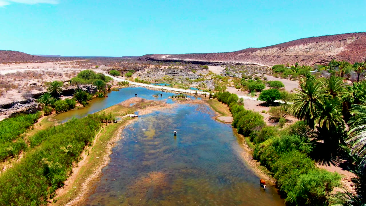 San Juanico, Baja California Sur aerial frame showing a shallow riverbend, green vegetation along the banks, large palms at the right edge, dry open terrain beyond, and no visible people.