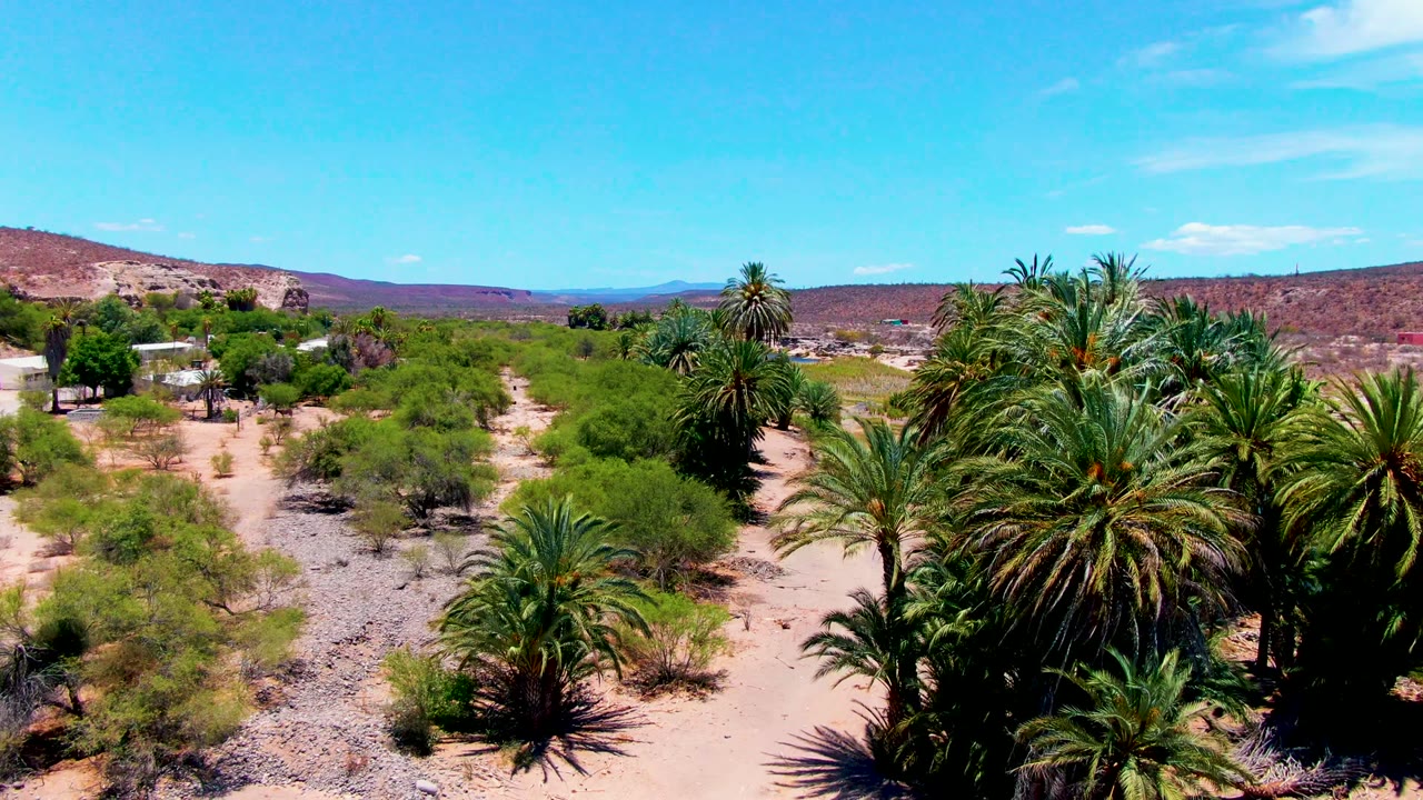 Drone view moving closer to palms and shrubs beside sandy desert tracks.
