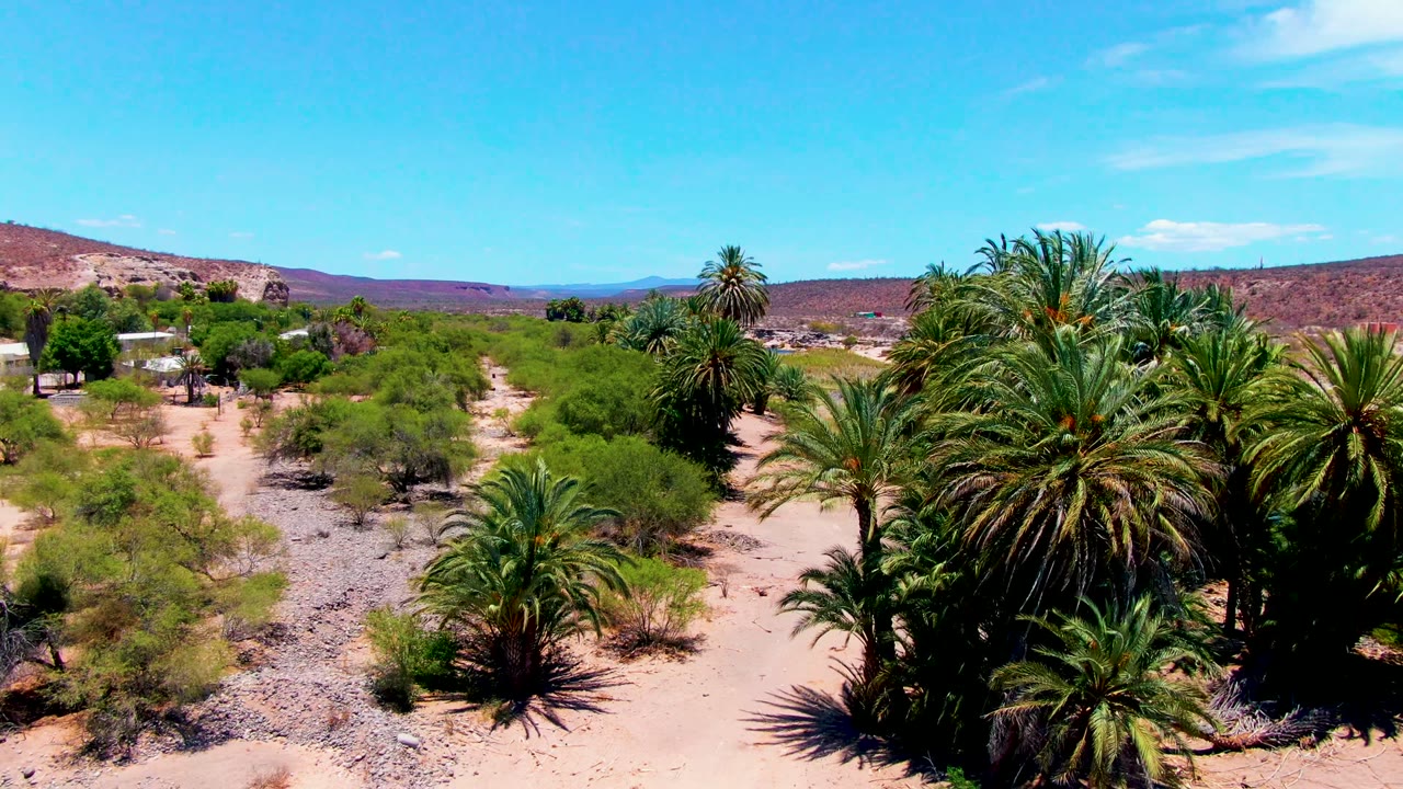 San Juanico aerial frame with dense palm fronds filling the foreground, scattered shrubs and sandy paths beyond, low reddish hills in back, and no visible people.