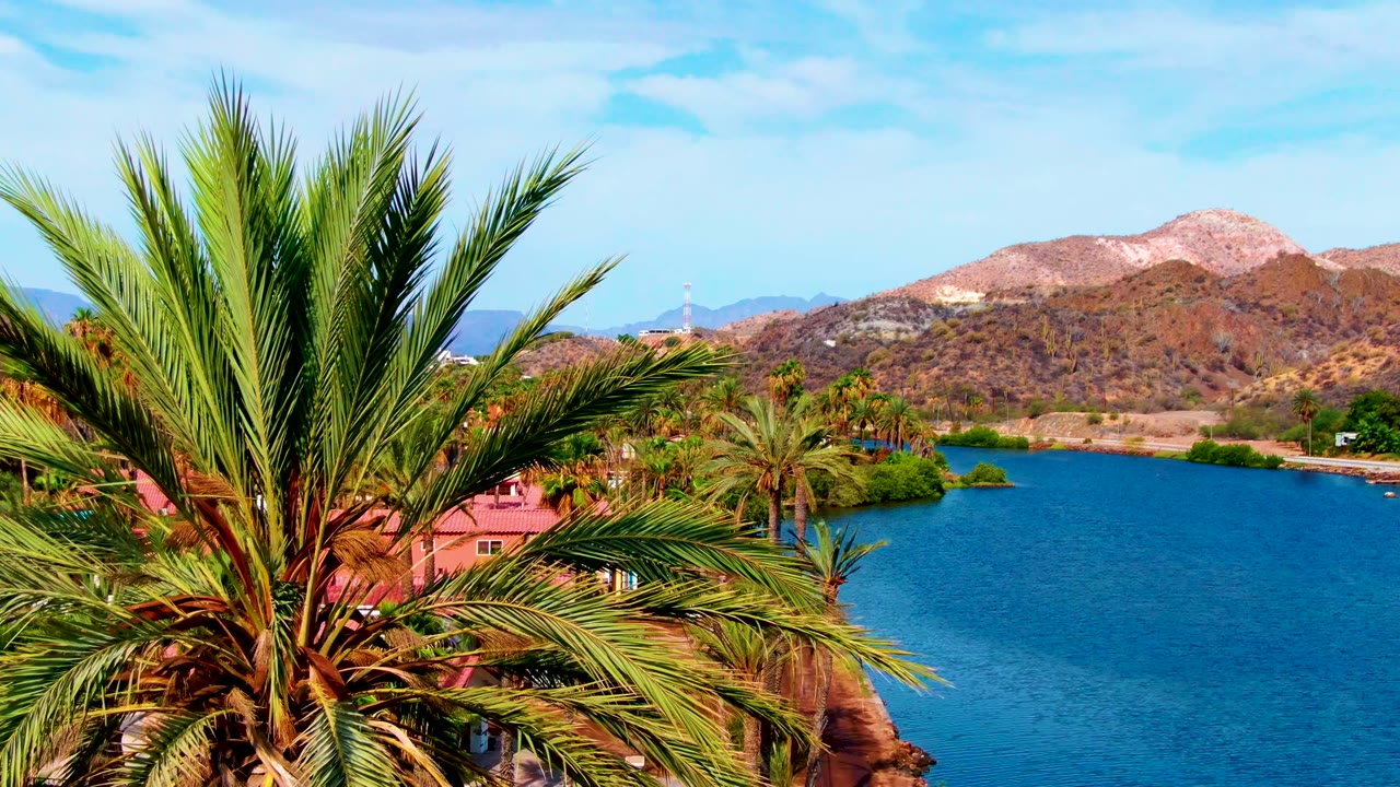 Large palm tree centered over blue water and mountains.