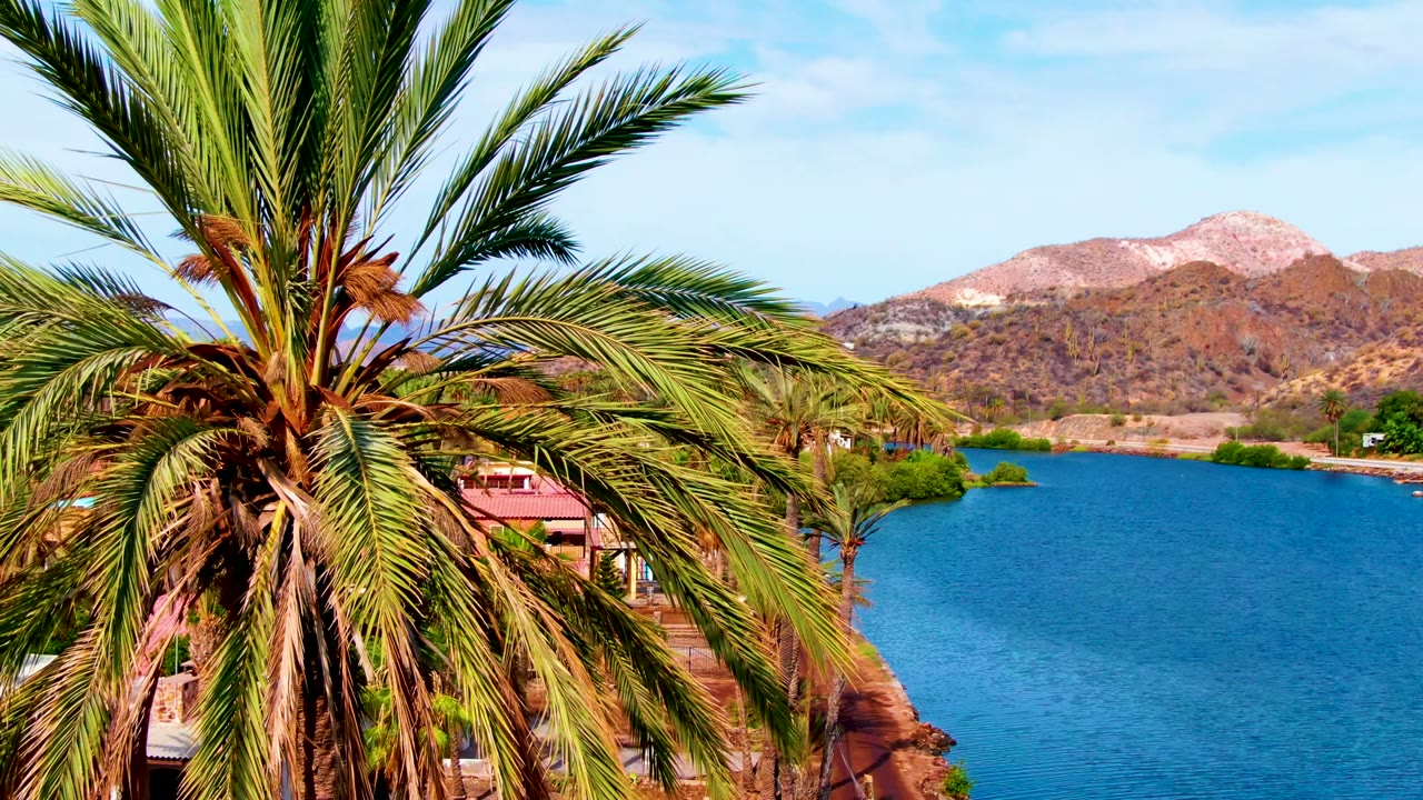 Foreground palm trunk and drooping fronds fill the upper and center frame in Mulege, with blue water to the right, red-roof structures below, dry mountains behind, and no visible people.