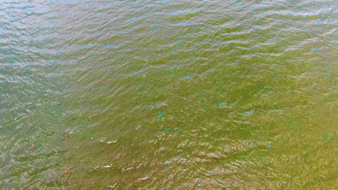 Rippled green water surface with blue marker dots and a few red floats.