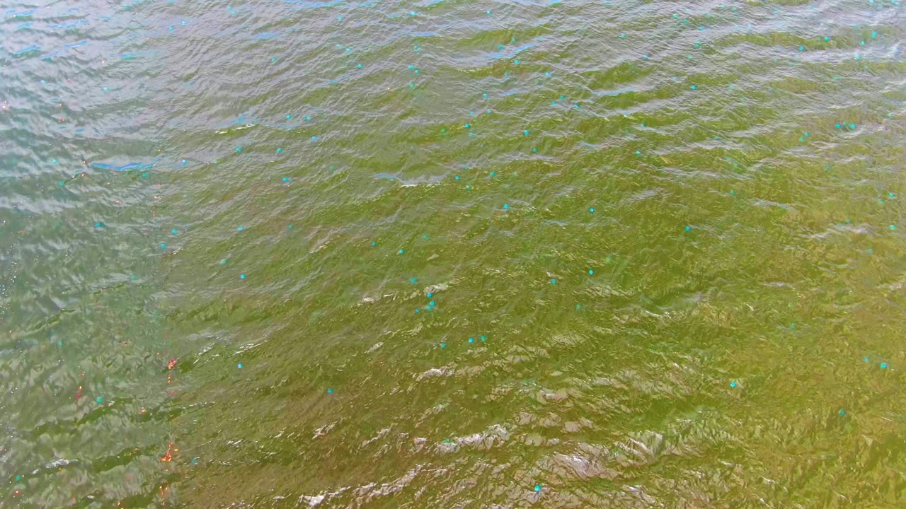 A tight downward view of Mulege water shows green-brown ripples, bright blue marker specks, a few red markers, and no visible people.