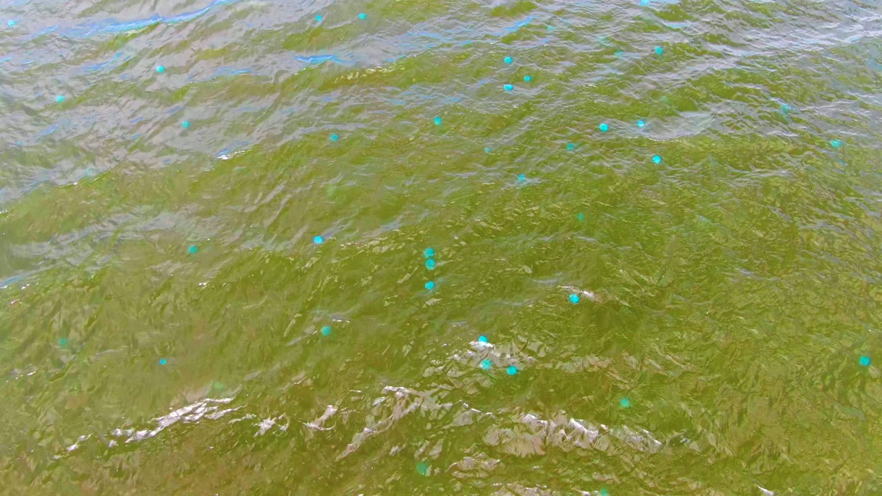 Green rippling water surface in Mulege, Baja California Sur, Mexico, with scattered blue and white floating particles and no visible people.