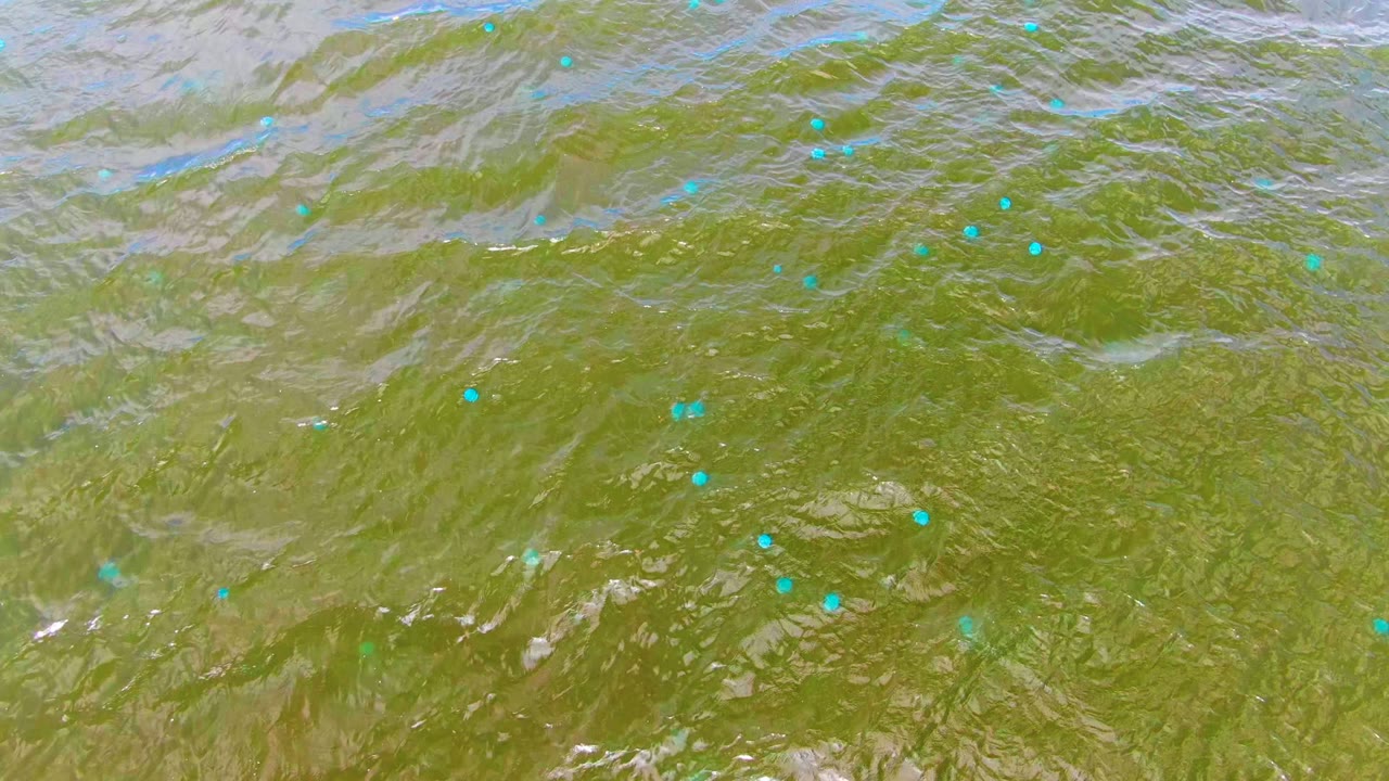 A close overhead view of textured green water in Mulege, Baja California Sur, Mexico, with blue dots and pale flecks floating on the ripples and no visible people.