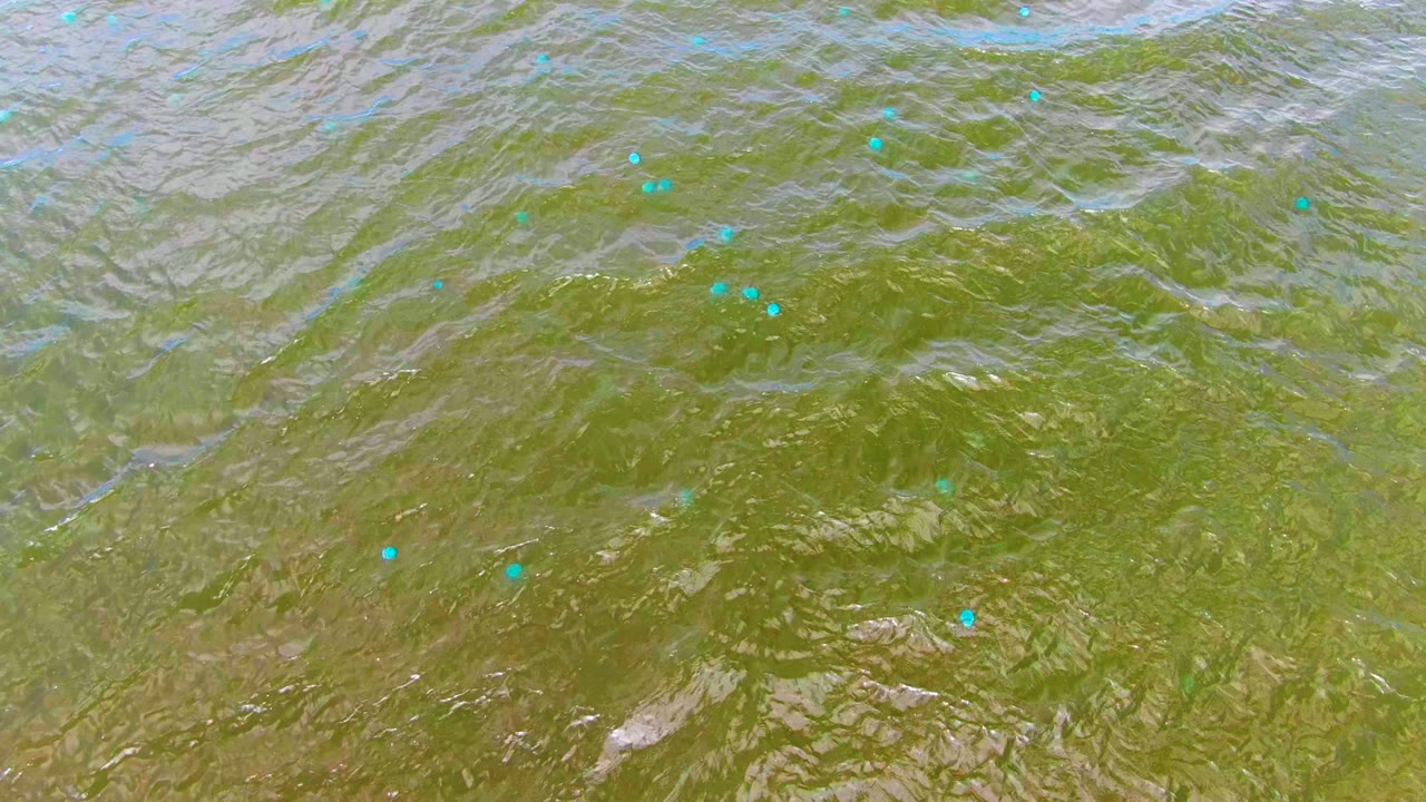 Rippling green water with pale foam marks across the surface.