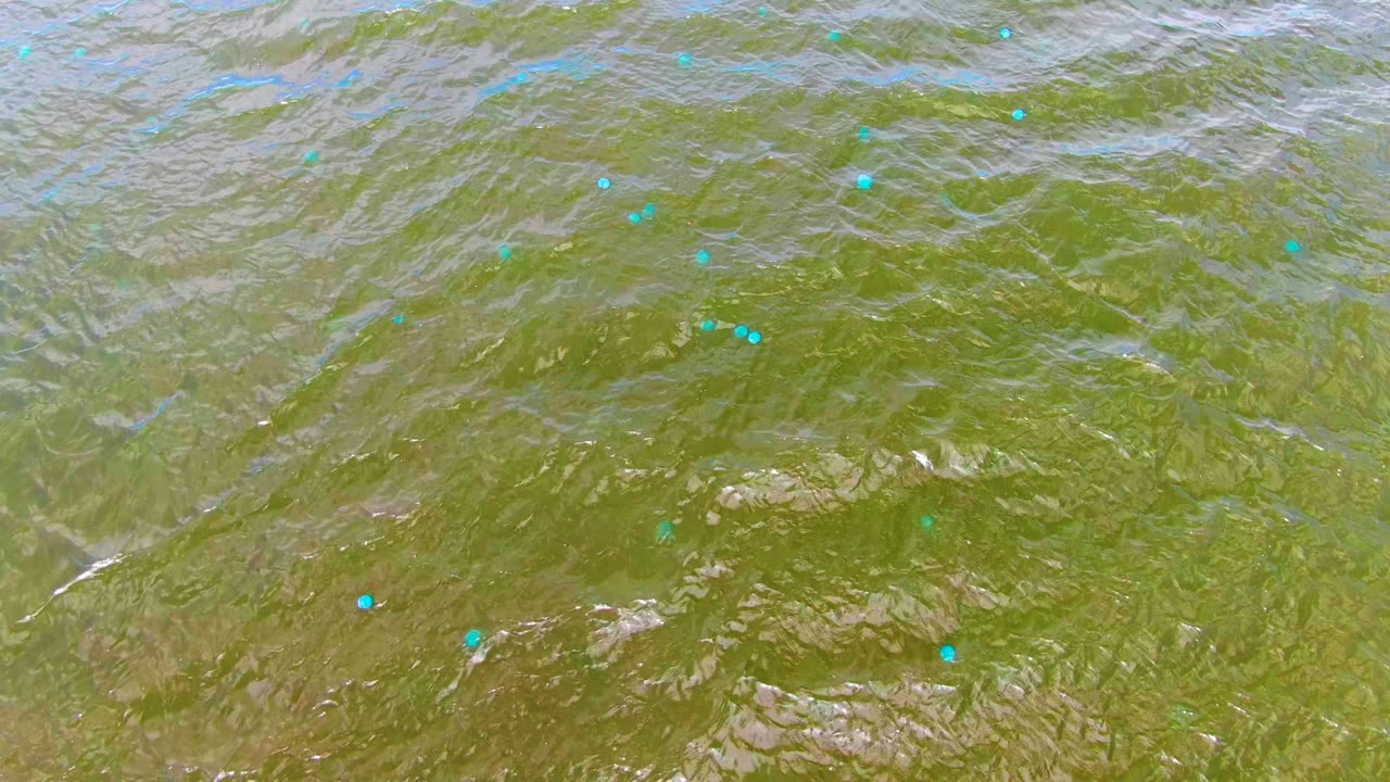 Close overhead view of Mulege water with green ripples, scattered blue highlights, faint white streaks, and no visible people.