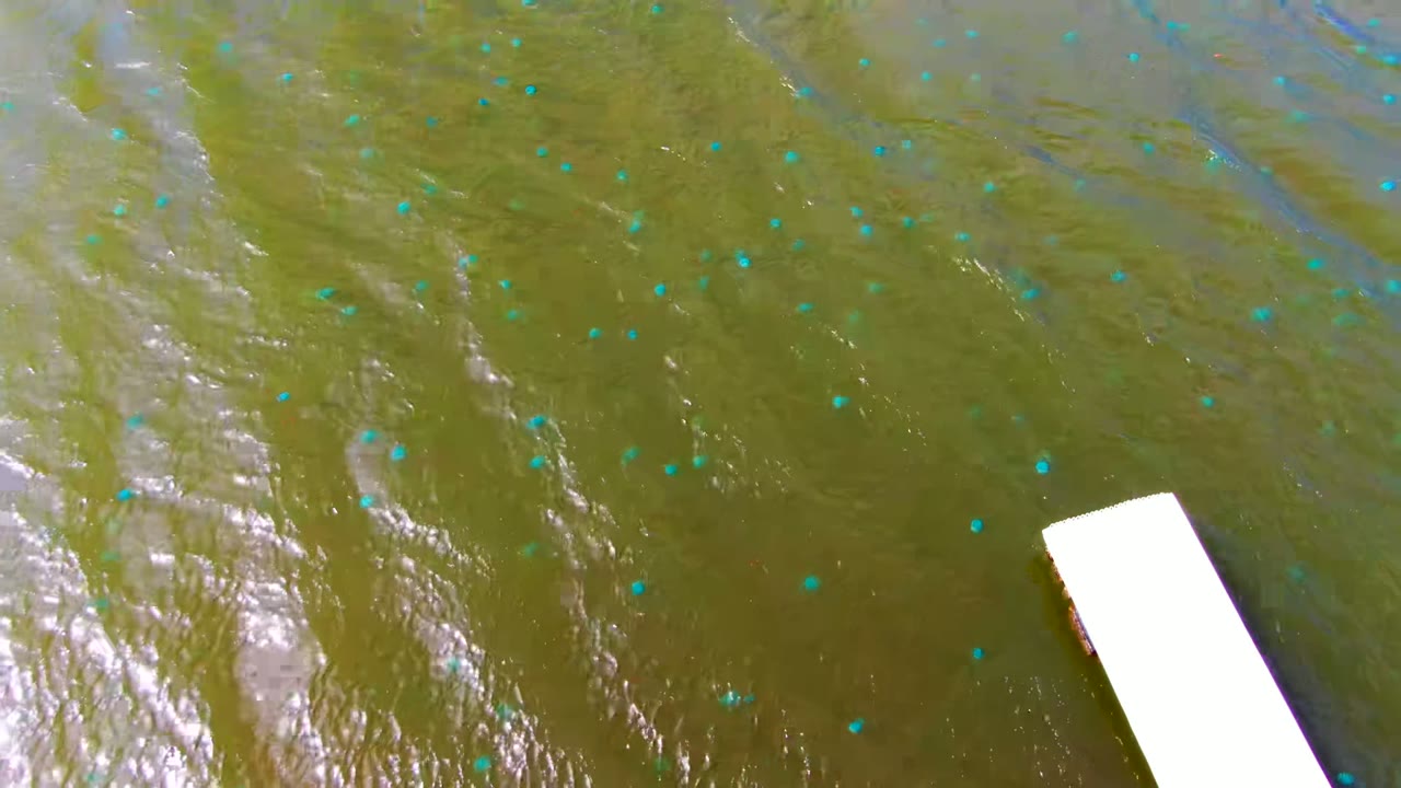 At 0:00 in Mulege, Baja California Sur, greenish-brown water ripples under bright glare while small blue markers float across the surface and a white dock edge enters from the lower right, with no visible people.