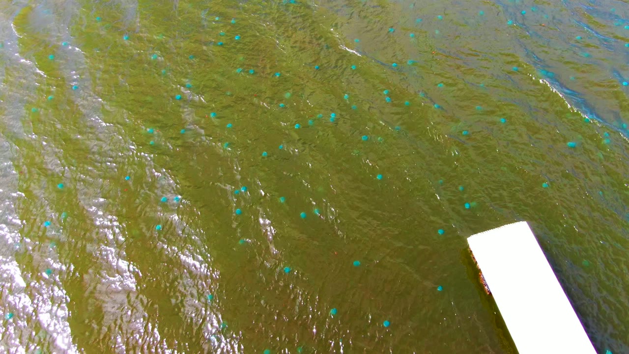 Rippling water surface with scattered blue markers and the corner of a white dock.