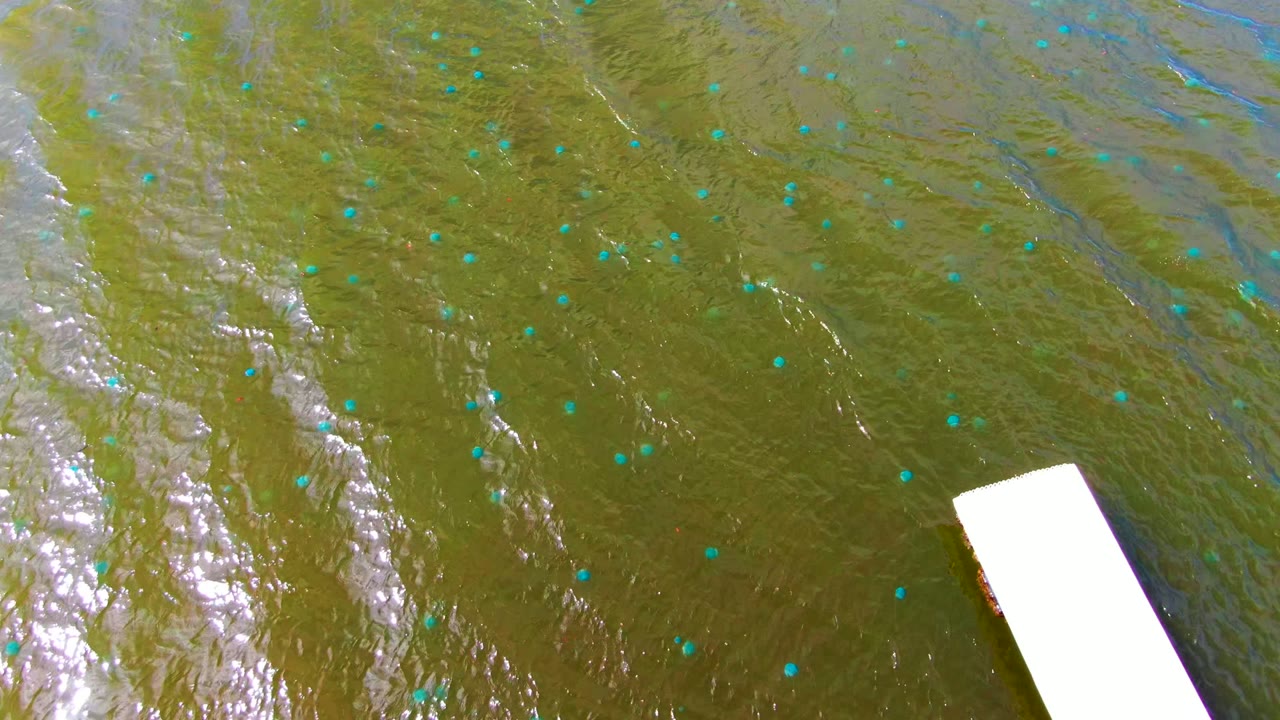 At 0:02 in Mulege, Baja California Sur, the rippled water surface carries many small blue markers while a white rectangular dock edge cuts into the lower right of the overhead frame, with no visible people.