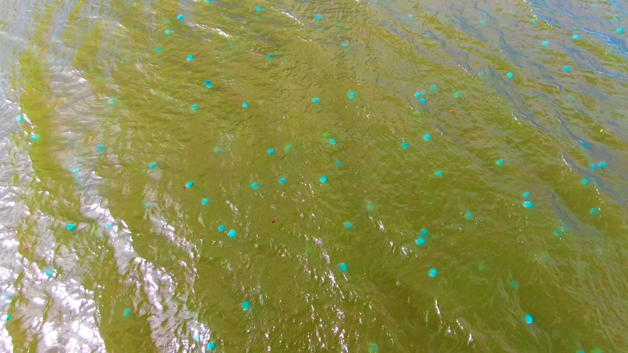 Top-down view of green-brown river water in Mulege, Baja California Sur, with bright white surface reflections, scattered blue floating dots, and no visible people.