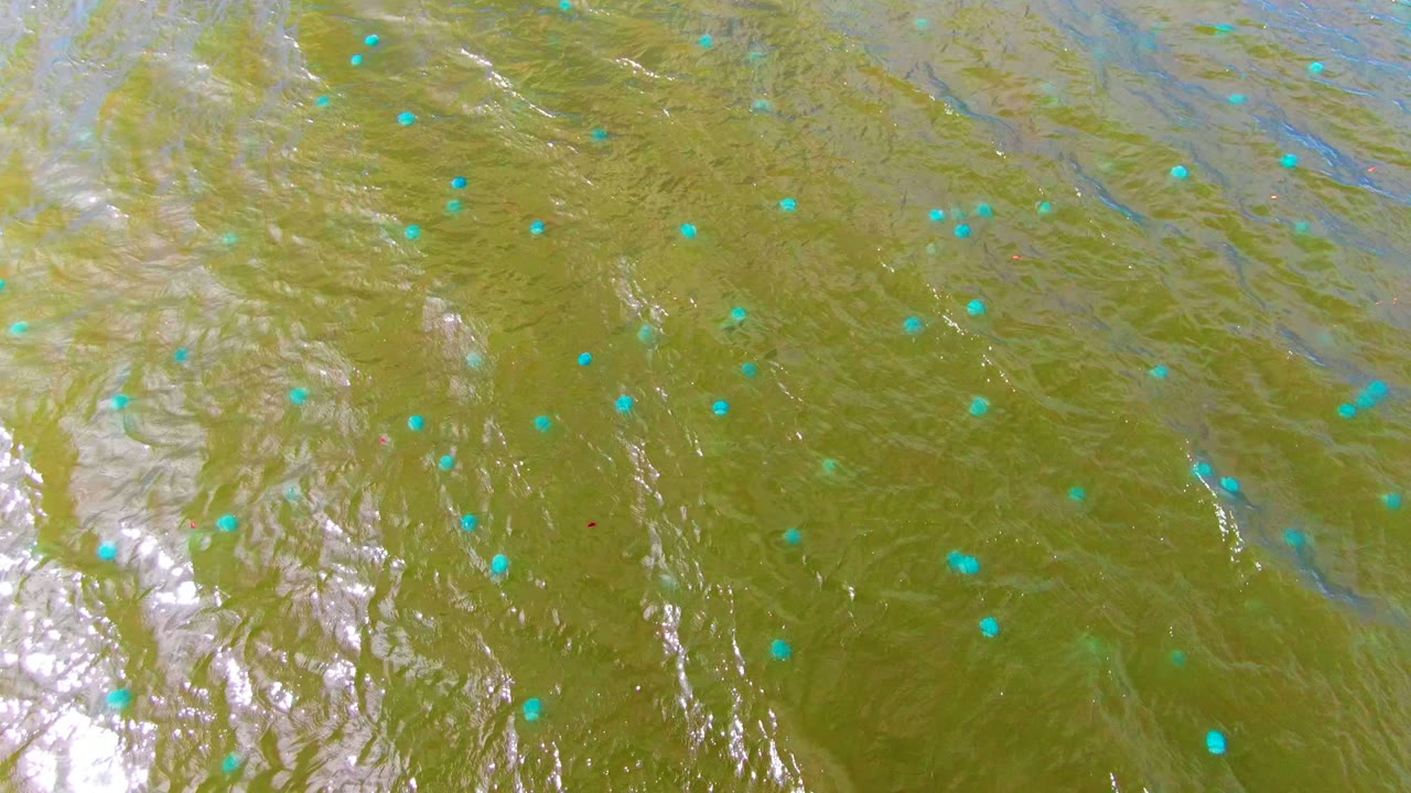 Rippling green-brown water with clustered blue dots and bright reflective streaks.