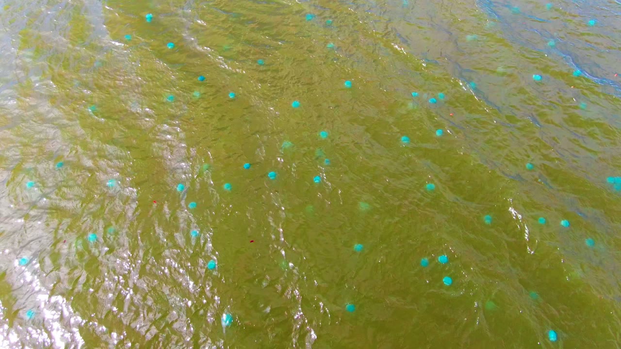 Mulege river water seen from directly above, with green-brown current lines, turquoise-blue floating dots, silver-white glare, and no visible people.