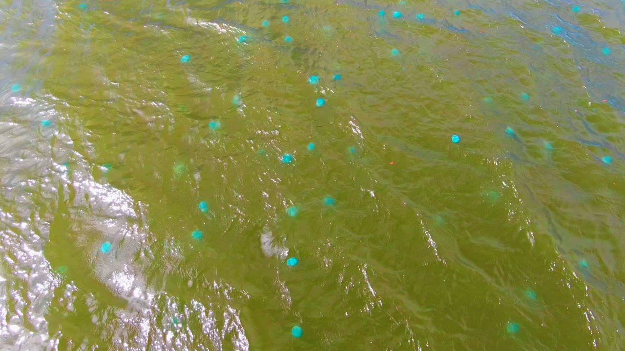 A later view of the Mulege river surface shows turquoise dots spread across green water while a bright white reflection runs through the ripples, with no visible people.