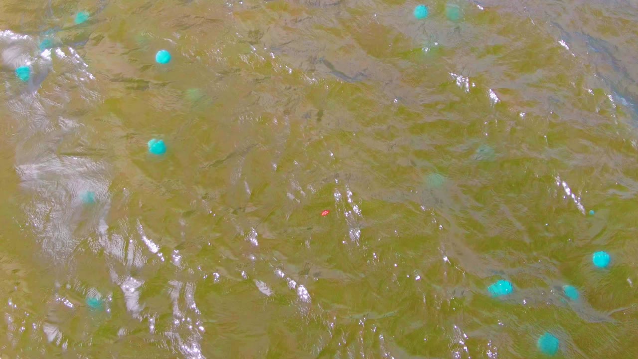 Green rippling water in Mulege, Baja California Sur, Mexico, with several small blue buoys spread across the surface and no visible people.