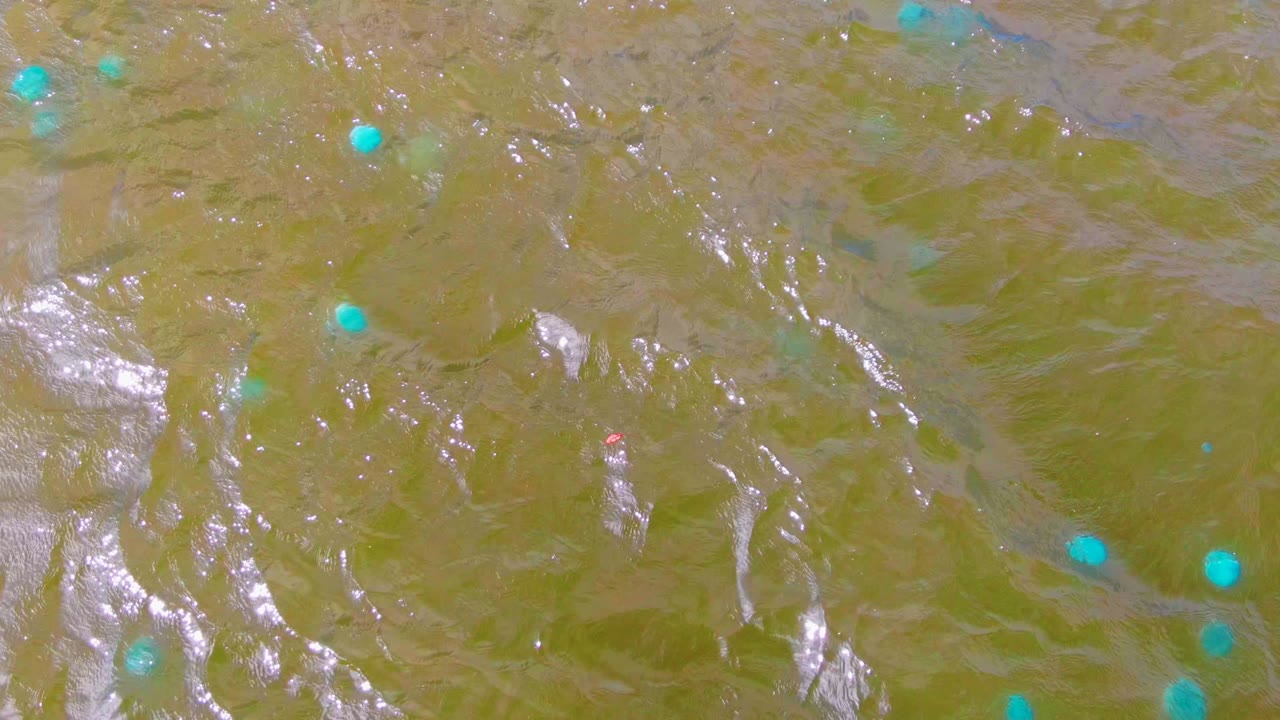 A top-down view of green Mulege water shows blue floating buoys near the upper and lower areas, glossy ripples, and no visible people.