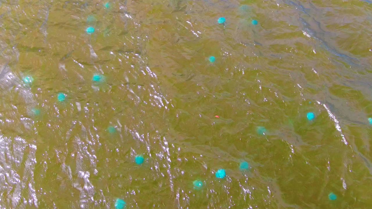 Overhead view in Mulege, Baja California Sur, Mexico showing muddy yellow-brown water, scattered turquoise buoys, silver surface ripples, and no visible people.