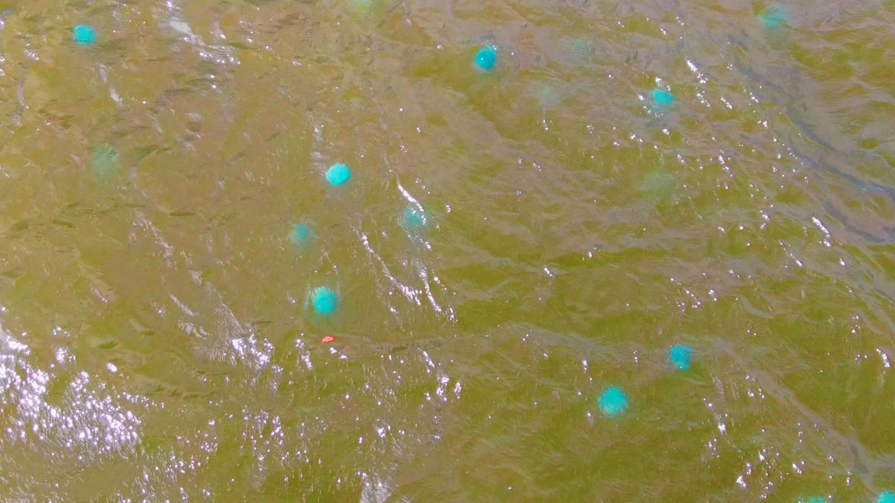 Opening frame of blue buoys floating across green-brown rippling water in Mulege, Baja California Sur, with bright highlights and no visible people.