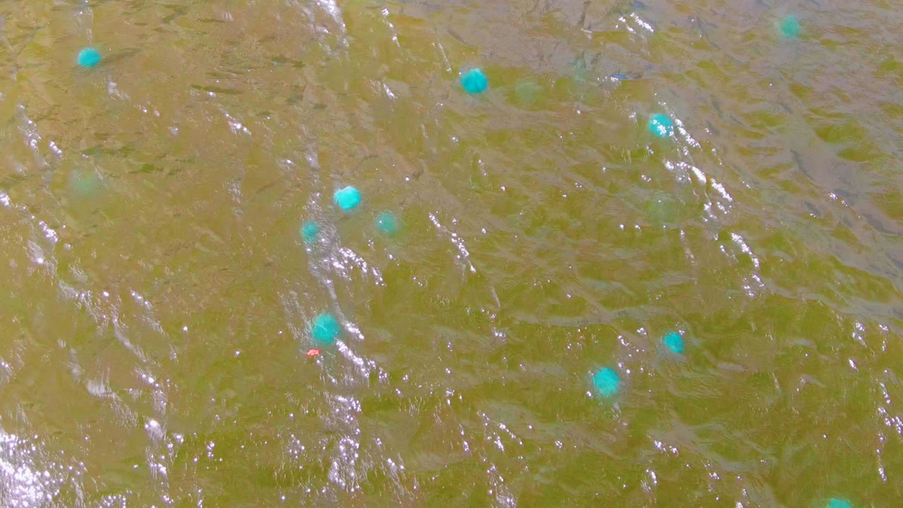 Blue buoys sit farther apart across the rippled Mulege water surface, with subtle green and brown color variation and no visible people.