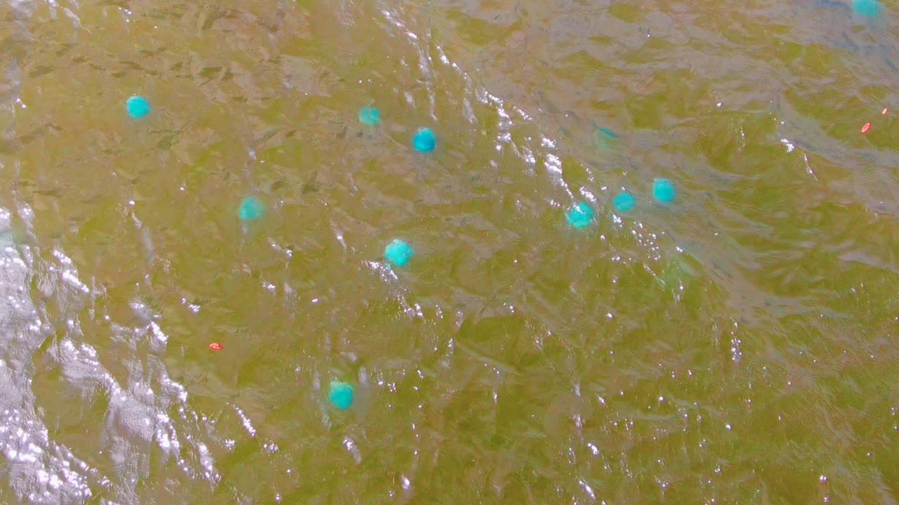 Small blue buoys float on greenish-brown rippling water in Mulege, Baja California Sur, with bright surface reflections and no visible people.