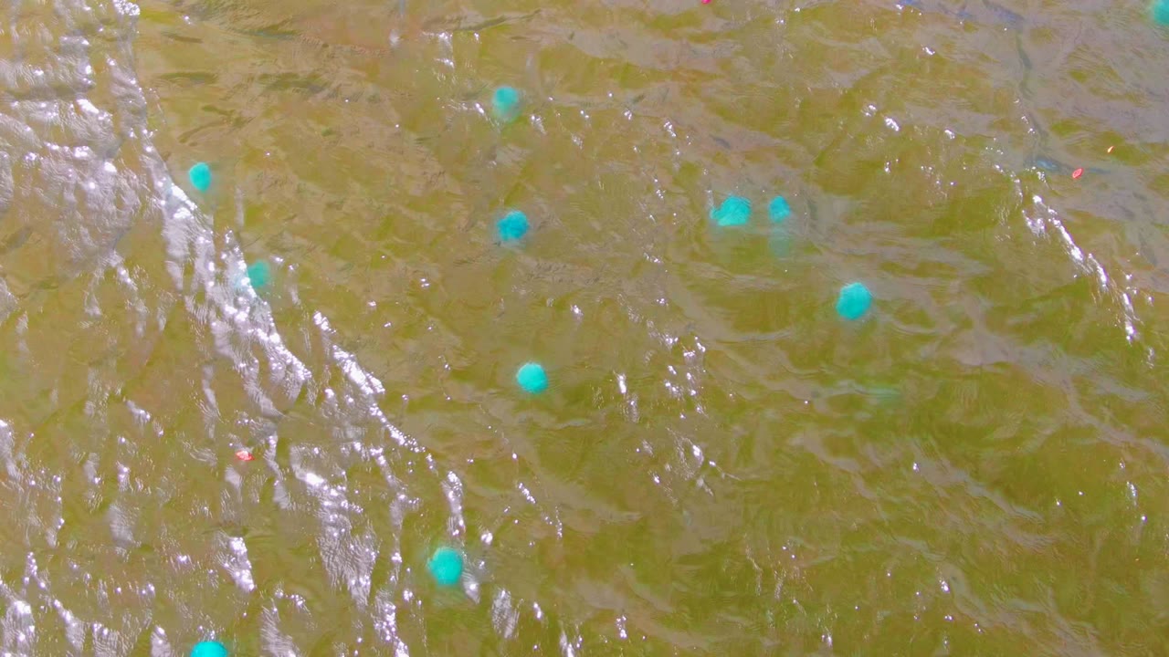 Several blue buoys sit across a shallow-looking greenish-brown water surface in Mulege, with small ripple patterns and no visible people.