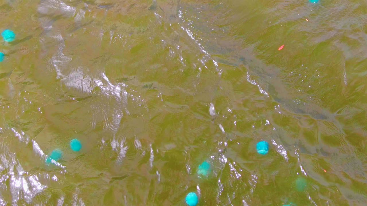 Overhead view in Mulege, Baja California Sur, with scattered blue-green buoys on murky green-brown water, bright surface glints, and no visible people.