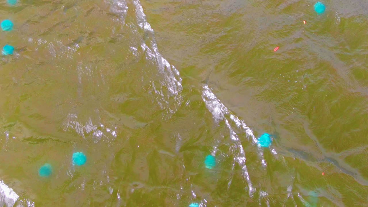 Scattered blue buoys in green-brown water