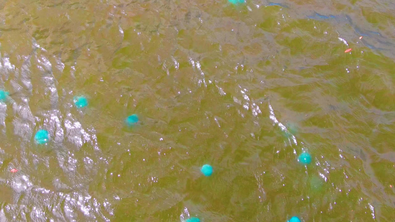 Overhead view in Mulege, Baja California Sur, showing scattered blue buoys on greenish-brown rippling water with bright reflections and no visible people.