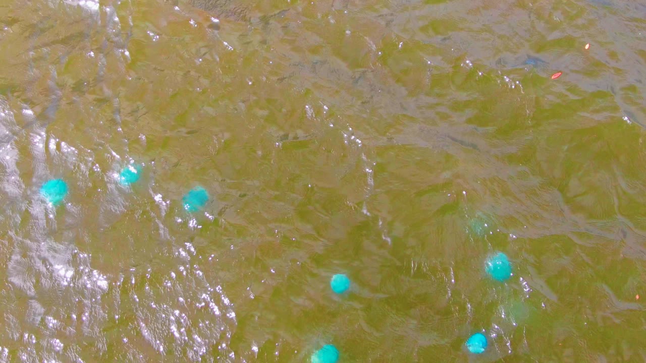 A later overhead frame from Mulege shows turquoise buoys spaced across murky green-brown water as reflected light shifts along the ripples, with no visible people.