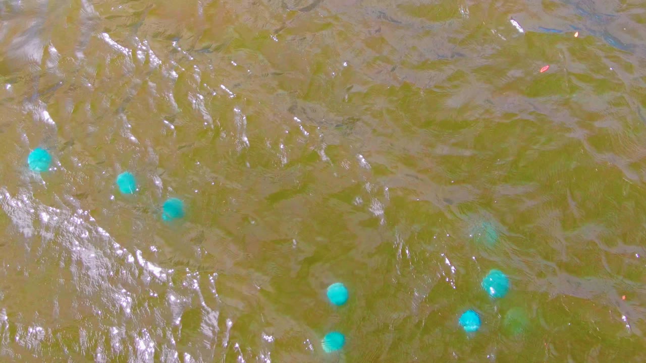 Overhead Mulege water detail with blue floating markers and brighter streaks of reflected light crossing the greenish-brown surface, with no visible people.