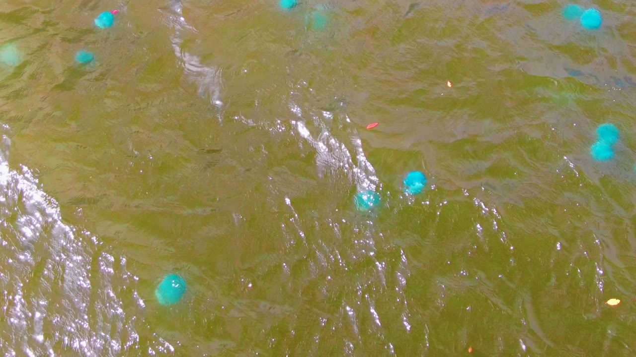 Bright blue buoys float across greenish-brown rippled water in Mulege, Baja California Sur, with silver reflections near the left side and no visible people.