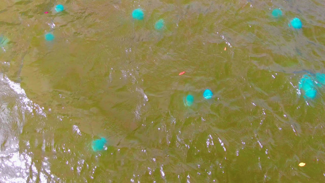 Scattered blue buoys in rippled green water