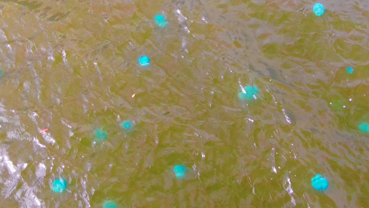 Overhead view in Mulege, Baja California Sur, Mexico, showing scattered blue buoys on green-brown rippling water with bright reflections and no visible people.