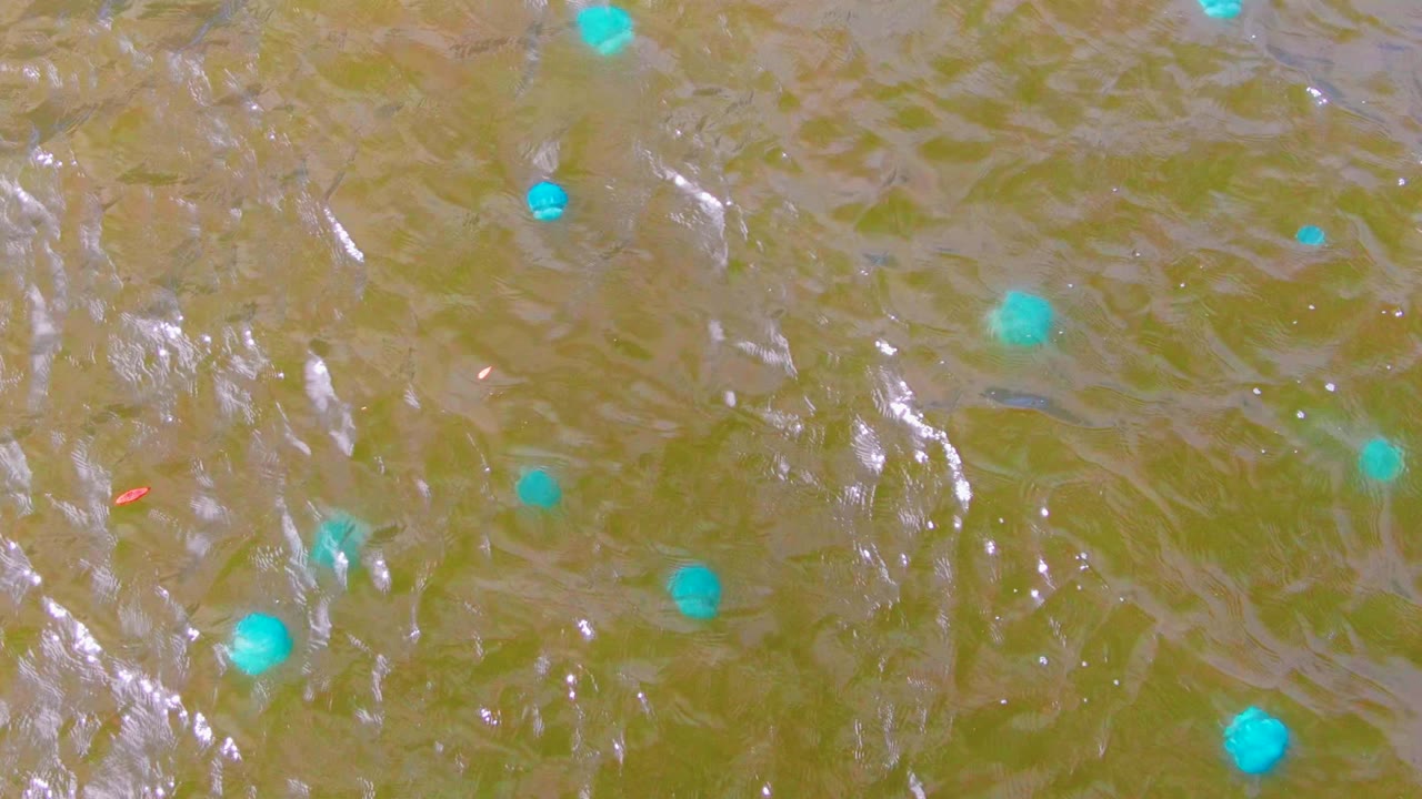 Blue floating markers on rippled green-brown water