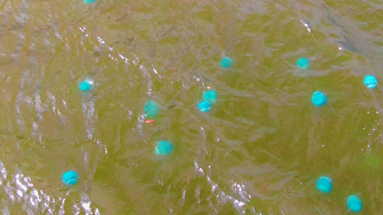 Opening frame of blue buoys spread across rippled greenish brown water in Mulege, Baja California Sur, with no visible people.