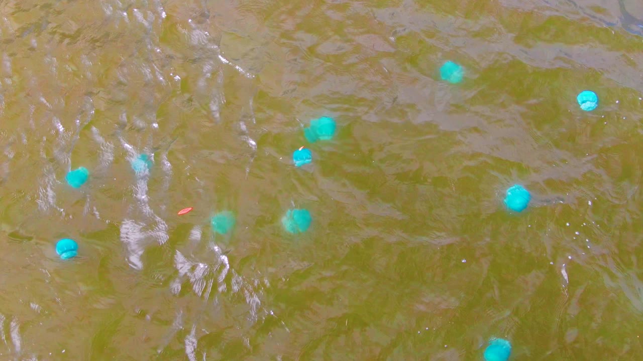 Several small blue buoys appear across green brown water in Mulege, Baja California Sur, while ripples and pale glare streaks fill the frame with no visible people.