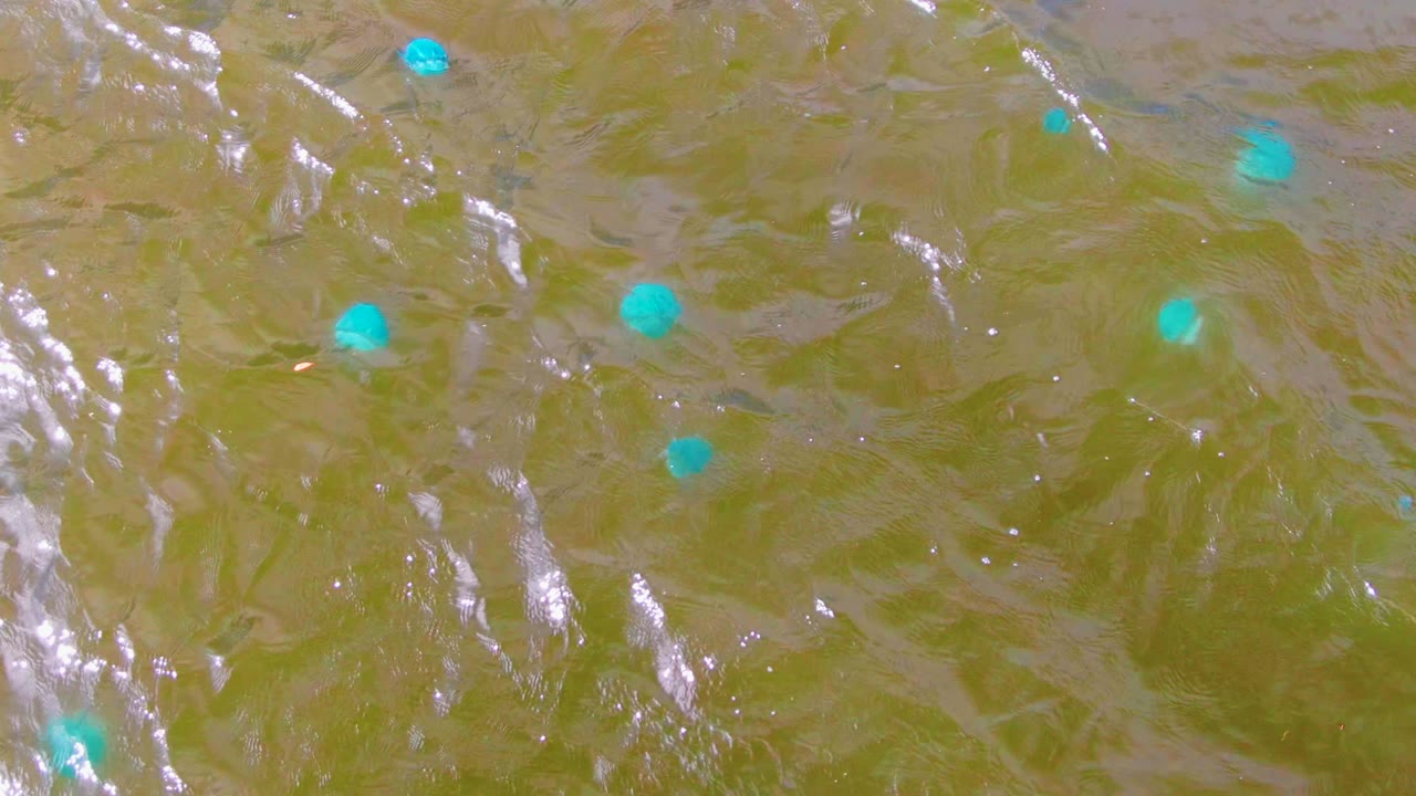 Overhead view in Mulege, Baja California Sur, Mexico, showing turquoise buoys scattered across muddy green water with bright rippled reflections and no visible people.