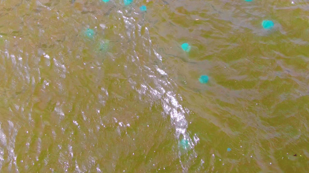 Overhead view in Mulege, Baja California Sur, Mexico, showing muddy green-brown water with several turquoise buoys spread across ripples and no visible people.