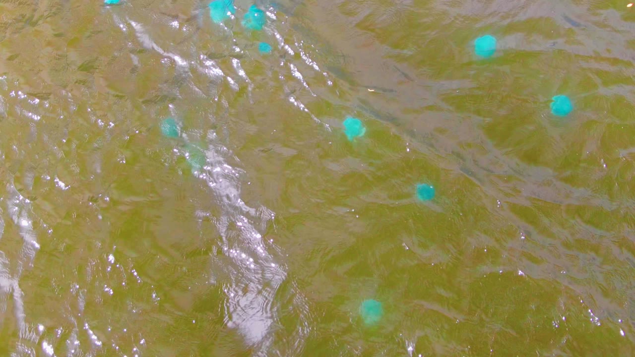A later overhead frame shows the Mulege water surface with blue buoys spaced across the upper area, silver ripple highlights, and no visible people.