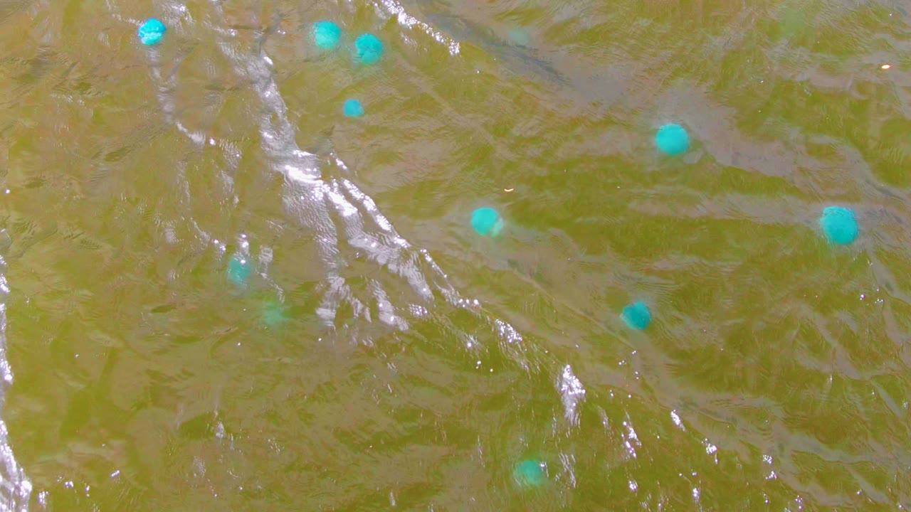 Overhead Mulege frame with turquoise floating markers crossing a greenish muddy surface, with broad ripple bands and no visible people.