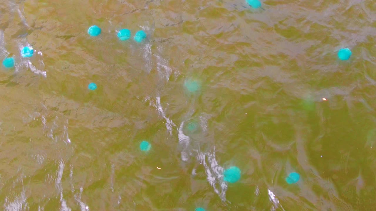 Overhead view in Mulege, Baja California Sur, Mexico, showing scattered blue buoys on murky green-brown rippled water with no visible people.
