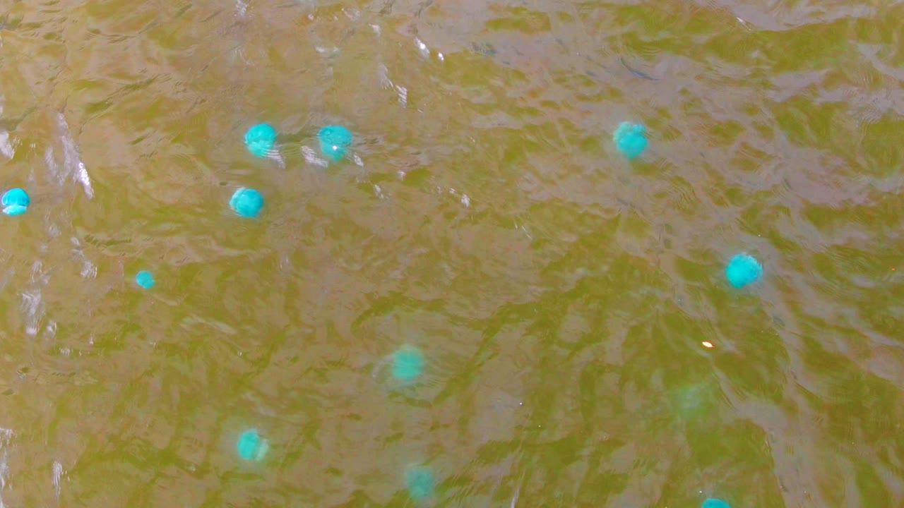 An overhead Mulege water detail shows several bright blue buoys against green-brown ripples, with small reflective streaks and no visible people.
