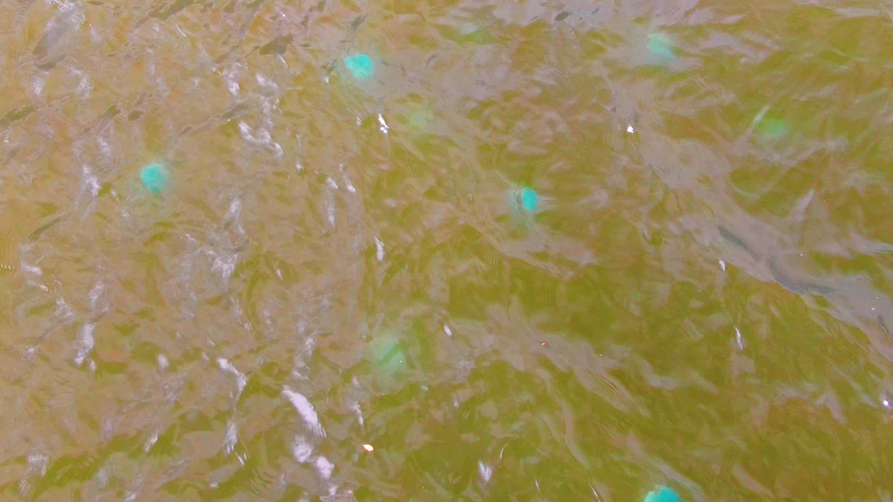 Rippling greenish water with soft reflections and blue floating particles.