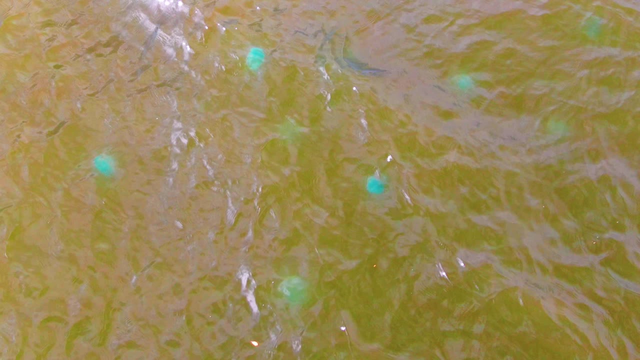 Tight overhead view of the Mulege water surface with bright turquoise dots, pale green patches, and glossy ripples catching light, with no visible people.