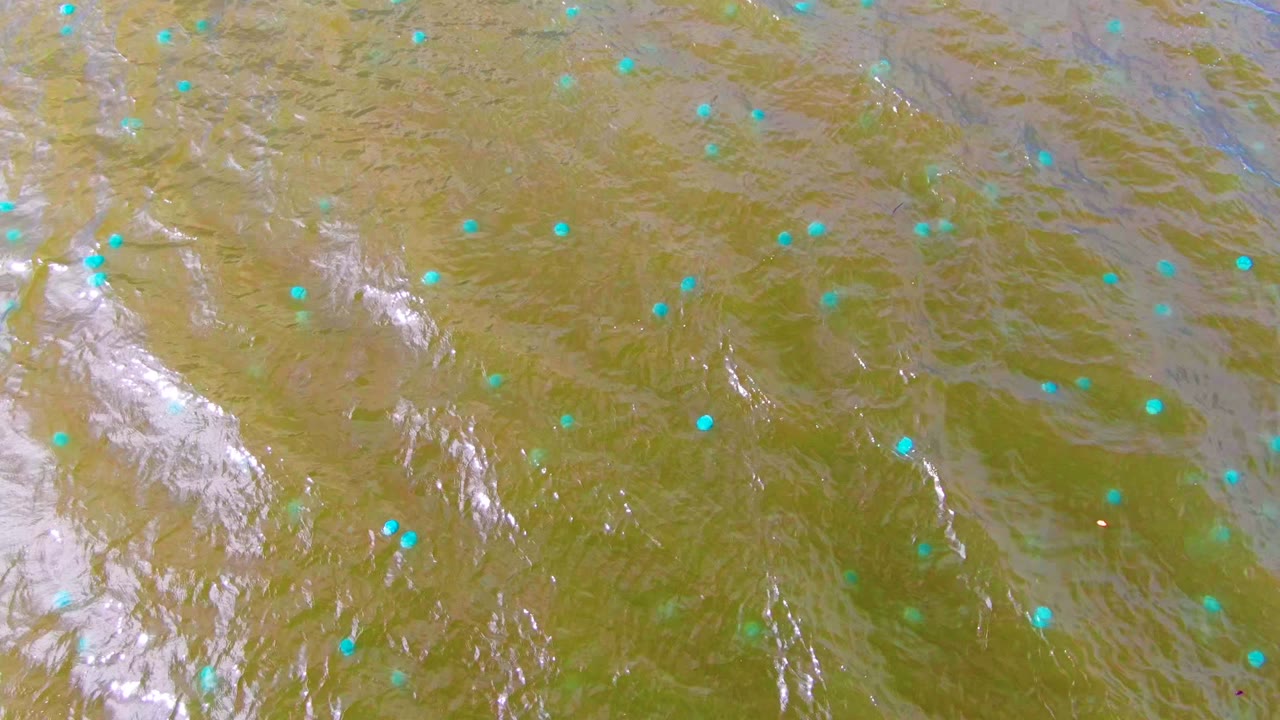 Greenish-brown rippling water in Mulege, Baja California Sur, with scattered blue-green dots and bright reflection streaks, no visible people.
