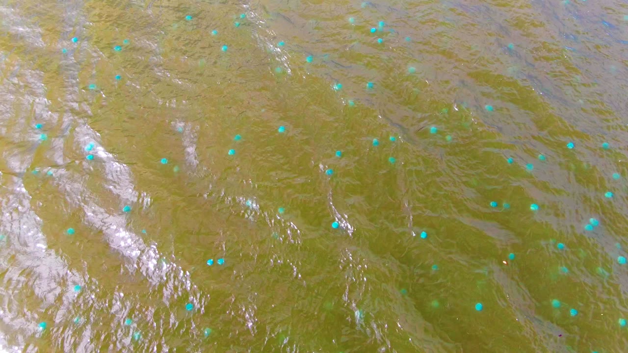 Rippling green-brown water surface with scattered blue-green dots.