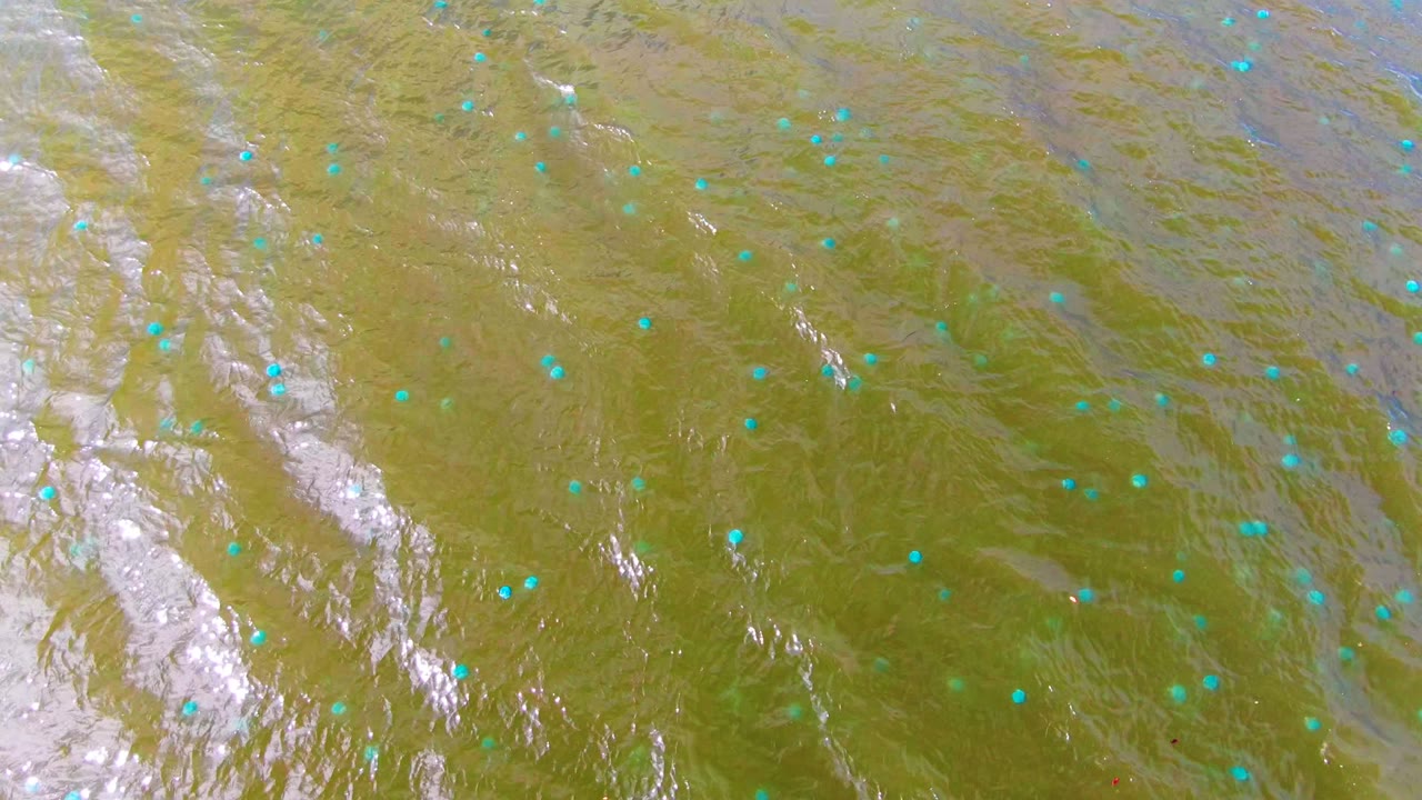 Muddy green water in Mulege with diagonal bands of reflected light and many small blue-green dots spread over the surface, no visible people.